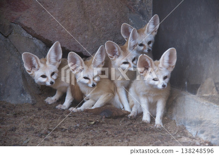 Fennec fox at Izu Shaboten Animal Park Fennec fox at Izu Shaboten Animal Park 138248596