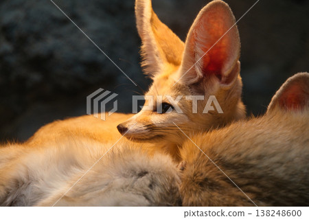 Fennec fox at Izu Shaboten Animal Park Fennec fox at Izu Shaboten Animal Park 138248600