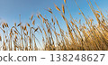 Close up view of a quiet panorama with golden wheat spikes in sunset 138248627