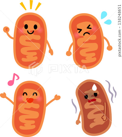 A set of illustrations of mitochondrial characters 138248651