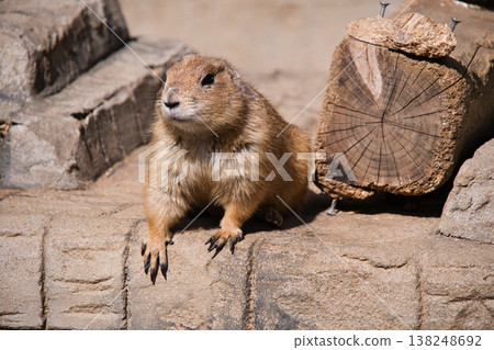 Prairie dogs at Izu Shaboten Zoo 138248692