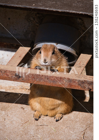 伊豆沙波天動物園的草原犬鼠 伊豆沙波天動物園的草原犬鼠 138248693