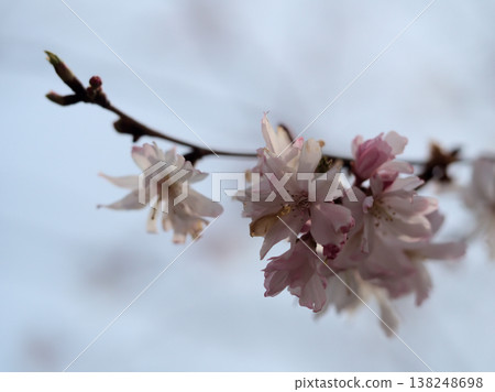 "October cherry blossoms" that bloom beautifully in March "October cherry blossoms" that bloom beautifully in March 138248698