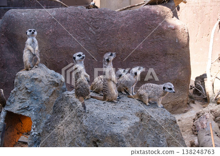 伊豆Shaboten動物園的Meerkat 138248763