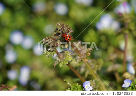 Two ladybirds 138248828