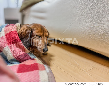 An old dog napping in a warm blanket An old dog napping in a warm blanket 138248830