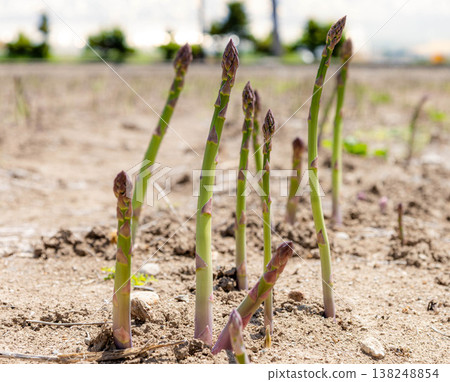 Delicious-looking asparagus grown in a field in Hokkaido Delicious-looking asparagus grown in a field in Hokkaido 138248854