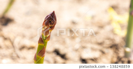北海道田野裡生長的看起來十分美味的蘆筍 北海道田野裡生長的看起來十分美味的蘆筍 138248859