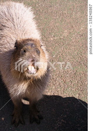 Capybara of Izu Shaboten Animal Park Capybara of Izu Shaboten Animal Park 138248867