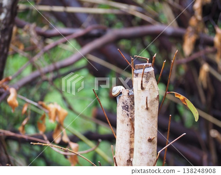 A snail perched on the end of a pruned branch. 138248908