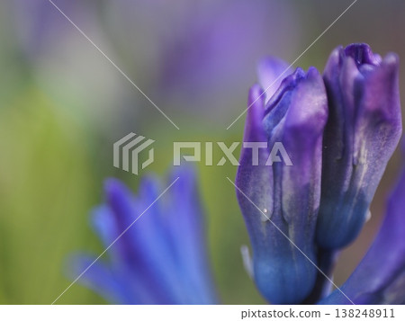 Purple hyacinth buds herald the arrival of spring. Purple hyacinth buds herald the arrival of spring. 138248911
