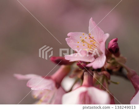 The beautiful pink cherry blossoms of "Okame" bloomed in sunny March. The beautiful pink cherry blossoms of "Okame" bloomed in sunny March. 138249013