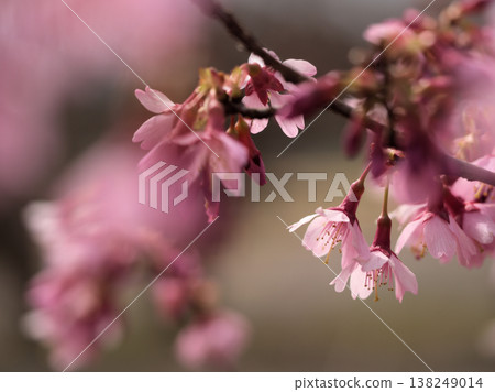 The beautiful pink cherry blossoms of "Okame" bloomed in sunny March. The beautiful pink cherry blossoms of "Okame" bloomed in sunny March. 138249014
