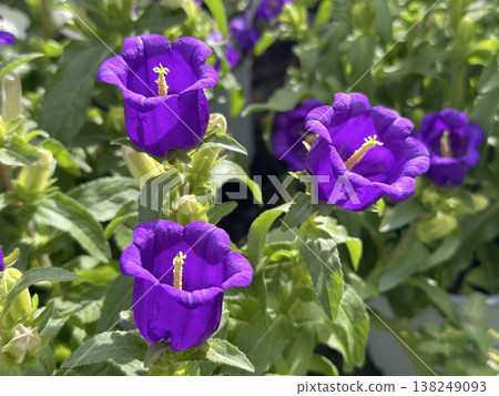 Garden flower Canterbury bells (lat.- Campanula medium) Garden flower Canterbury bells (lat.- Campanula medium) 138249093
