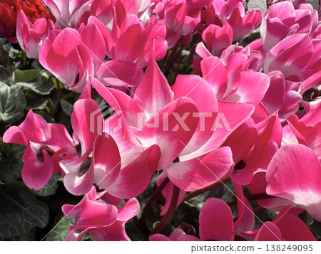 Pink red Cyclamen (lat. - Cyclamen) Pink red Cyclamen (lat. - Cyclamen) 138249095