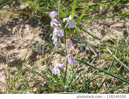 Mattiola, or levkoy (Matthiola) Mattiola, or levkoy (Matthiola) 138249100