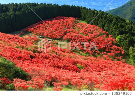 [奈良縣]葛城高原天然杜鵑花盛開的花園（一百萬棵） 138249103