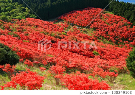 [奈良縣]葛城高原天然杜鵑花盛開的花園（一百萬棵） 138249108