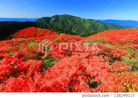 [奈良縣]葛城高原天然杜鵑花盛開的花園（一百萬棵） 138249113