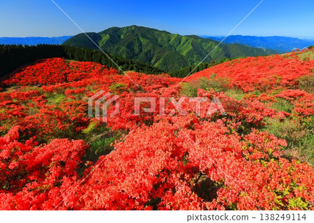 [Nara Prefecture] Katsuragi Plateau's Natural Azalea Garden in Full Bloom (One Million Trees at a Glance) 138249114