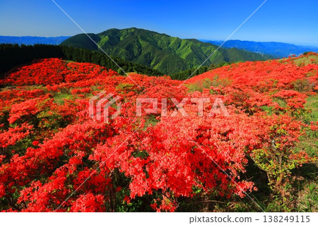 [奈良縣]葛城高原天然杜鵑花盛開的花園（一百萬棵） 138249115