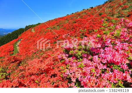 [Nara Prefecture] Katsuragi Plateau's Natural Azalea Garden in Full Bloom (One Million Trees at a Glance) 138249119