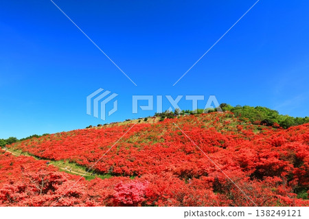 [Nara Prefecture] Katsuragi Plateau's Natural Azalea Garden in Full Bloom (One Million Trees at a Glance) 138249121
