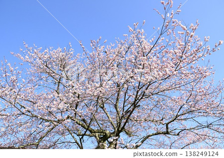 Toyama Cherry Blossoms in Akechi-cho, Ena City, Gifu Prefecture Toyama Cherry Blossoms in Akechi-cho, Ena City, Gifu Prefecture 138249124