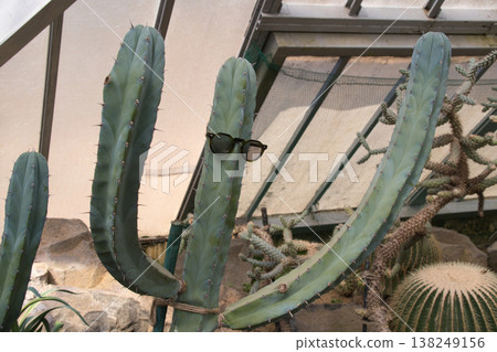 Cactus at Izu Cactus Zoological Park Cactus at Izu Cactus Zoological Park 138249156