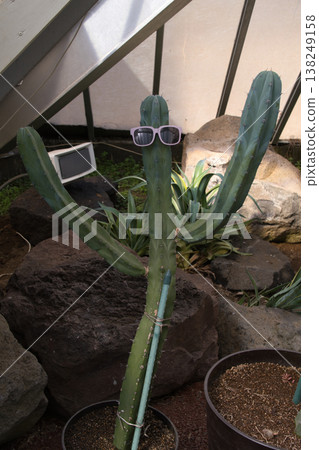 Cactus at Izu Cactus Zoological Park 138249158