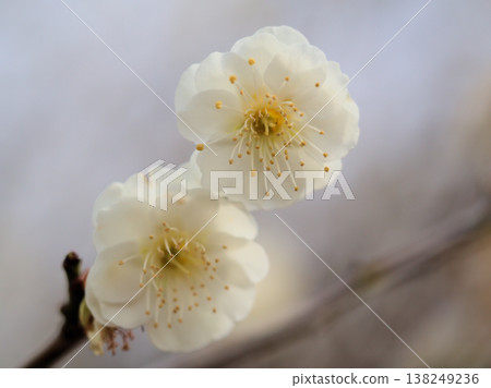 在三月的一個晴朗日子裡，美麗的白色梅花「綠岳」盛開了。 138249236