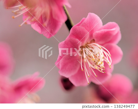 The beautiful red plum blossoms of "Jiangnan Shomu" bloomed in sunny March. The beautiful red plum blossoms of "Jiangnan Shomu" bloomed in sunny March. 138249477