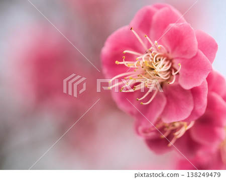 The beautiful red plum blossoms of "Jiangnan Shomu" bloomed in sunny March. 138249479