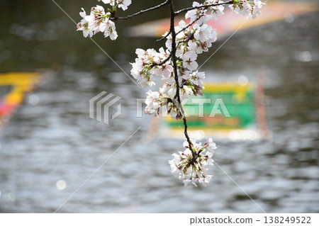 Iwakura Gojo River Nobori Washing Iwakura Gojo River Nobori Washing 138249522