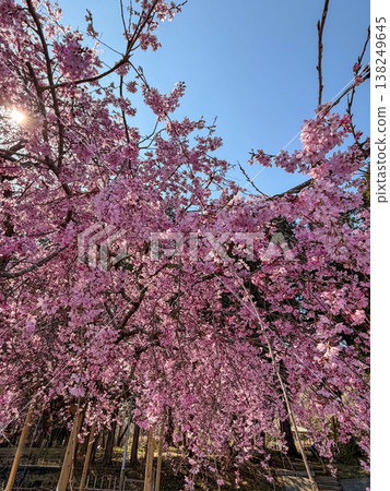 一棵盛開的垂枝櫻花樹,在逆光下閃閃發光:春日景象(千葉縣成田市崇和社區中心附近) 一棵盛開的垂枝櫻花樹,在逆光下閃閃發光:春日景象(千葉縣成田市崇和社區中心附近) 138249645