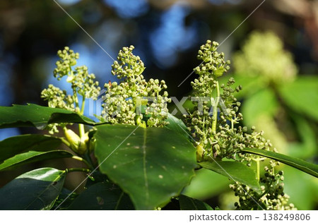 青木的芽 青木的芽 138249806