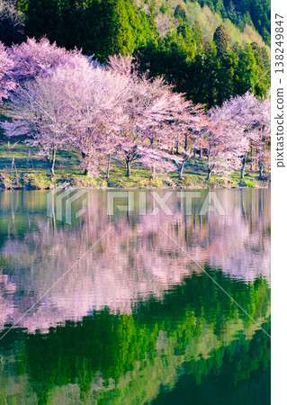 Nakanishi湖的Yoh Yamazakura 138249847