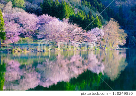 Nakanishi湖的Yoh Yamazakura 138249850