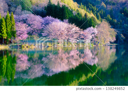 Nakanishi湖的Yoh Yamazakura 138249852