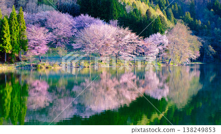 Nakanishi湖的Yoh Yamazakura 138249853