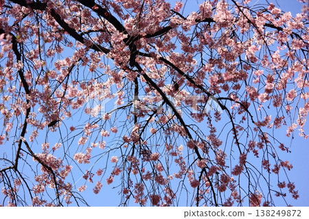 The weeping cherry blossoms in full bloom at Rikugien Garden and the birds that have come to peck at the flowers (2) The weeping cherry blossoms in full bloom at Rikugien Garden and the birds that have come to peck at the flowers (2) 138249872