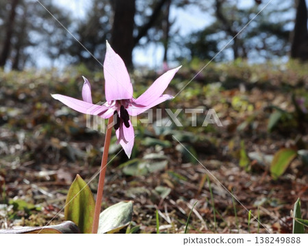 Erythronium flowers in the spring sun Erythronium flowers in the spring sun 138249888