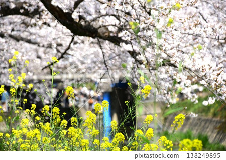 Cherry blossoms and rapeseed flowers along the Gojo River in Iwakura Cherry blossoms and rapeseed flowers along the Gojo River in Iwakura 138249895