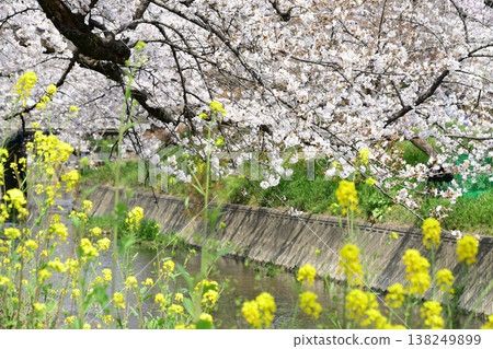 Cherry blossoms and rapeseed flowers along the Gojo River in Iwakura Cherry blossoms and rapeseed flowers along the Gojo River in Iwakura 138249899