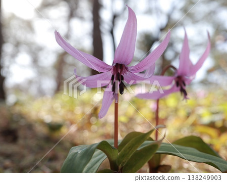 赤葵花在春天的陽光下 赤葵花在春天的陽光下 138249903