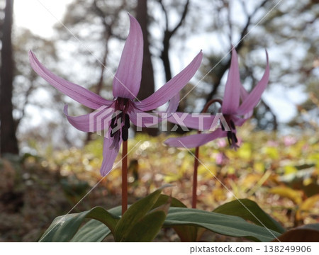 赤葵花在春天的陽光下 138249906