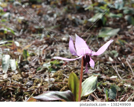 赤葵花在春天的陽光下 138249909