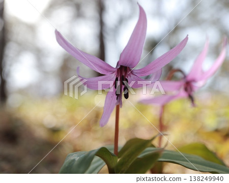 Dogtooth violet flowers blooming in the foothills in early spring Dogtooth violet flowers blooming in the foothills in early spring 138249940