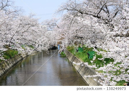 岩倉五條川沿岸有一條壯麗的櫻花隧道。 岩倉五條川沿岸有一條壯麗的櫻花隧道。 138249973