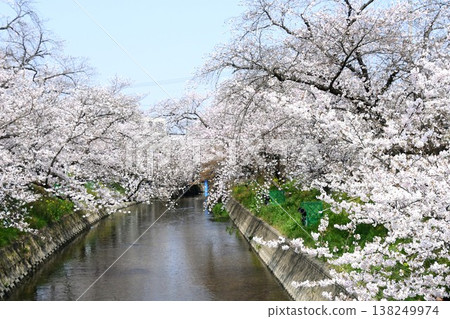 岩倉五條川沿岸有一條壯麗的櫻花隧道。 岩倉五條川沿岸有一條壯麗的櫻花隧道。 138249974
